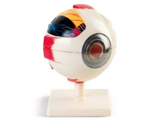 Human eye model