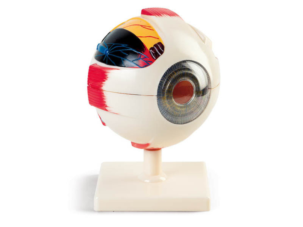 Human eye model