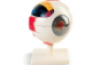 Human eye model