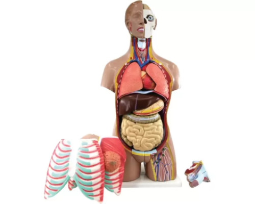 Human torso model