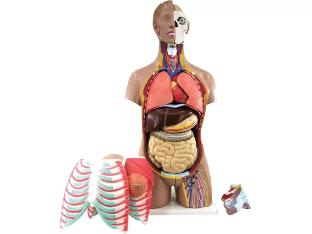 Human torso model