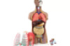 Human torso model