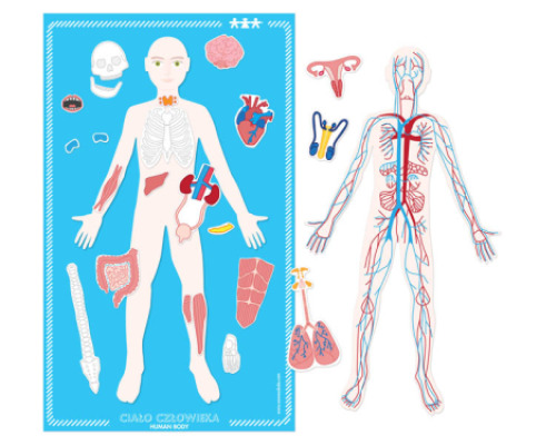 Human body. Magnetic board