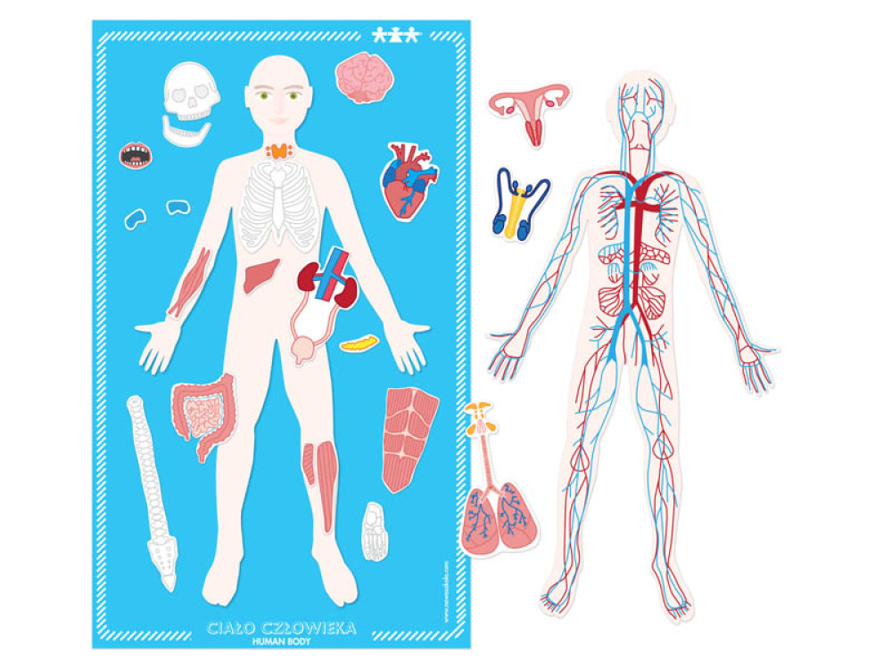 Human body. Magnetic board