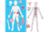 Human body. Magnetic board