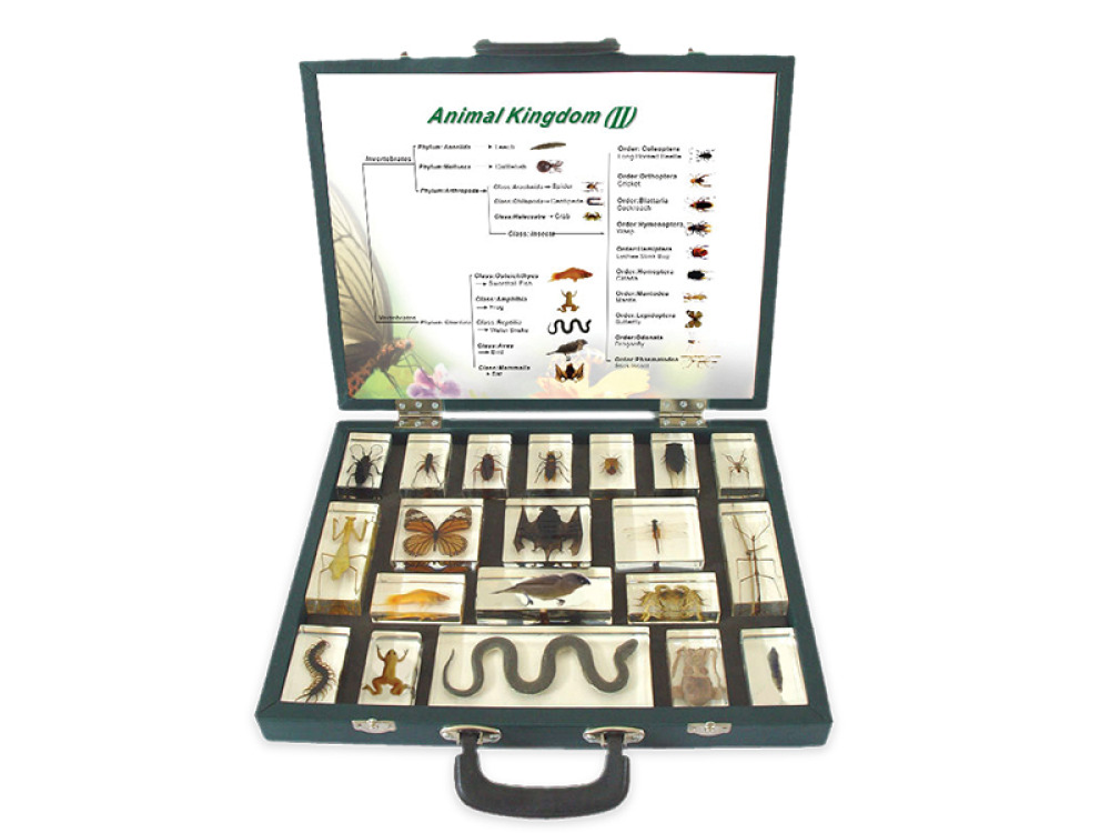 Animalia Kingdom. The suitcase with specimens, worksheets and lesson scenarios