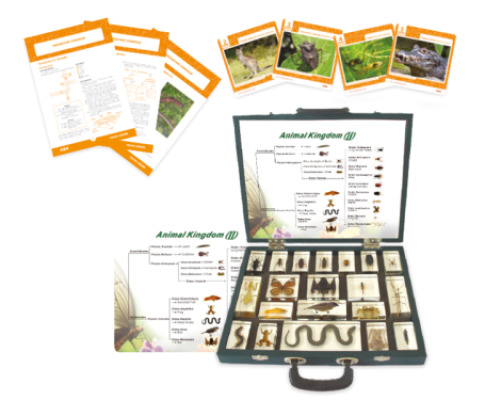 Animalia Kingdom. The suitcase with specimens, worksheets and lesson scenarios