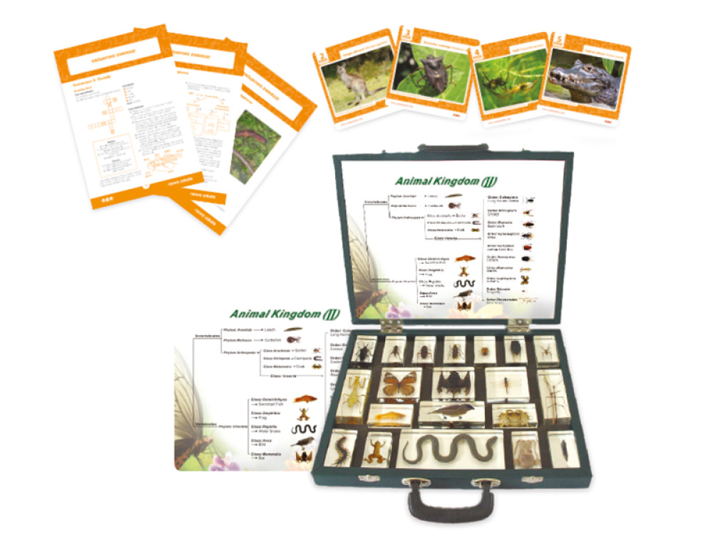 Animalia Kingdom. The suitcase with specimens, worksheets and lesson scenarios